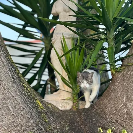 Tenerife タコロンテ